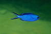 Blue Fish Image